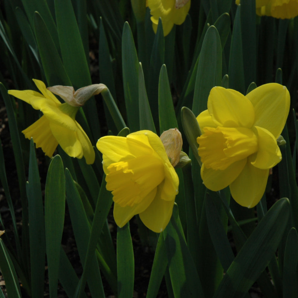 NARCISSUS PEACHES AND CREAM