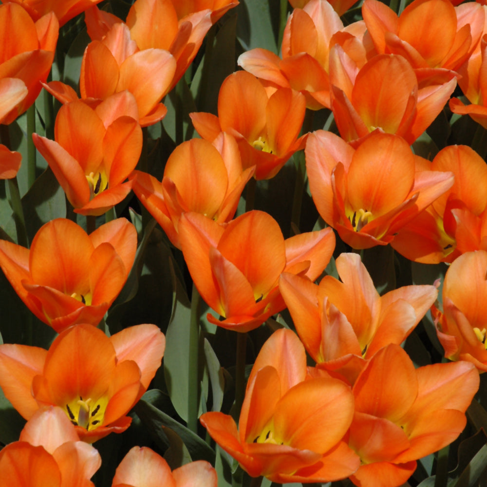TULIP ORANGE EMPEROR FOSTERIANA