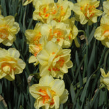 NARCISSUS TAHITI