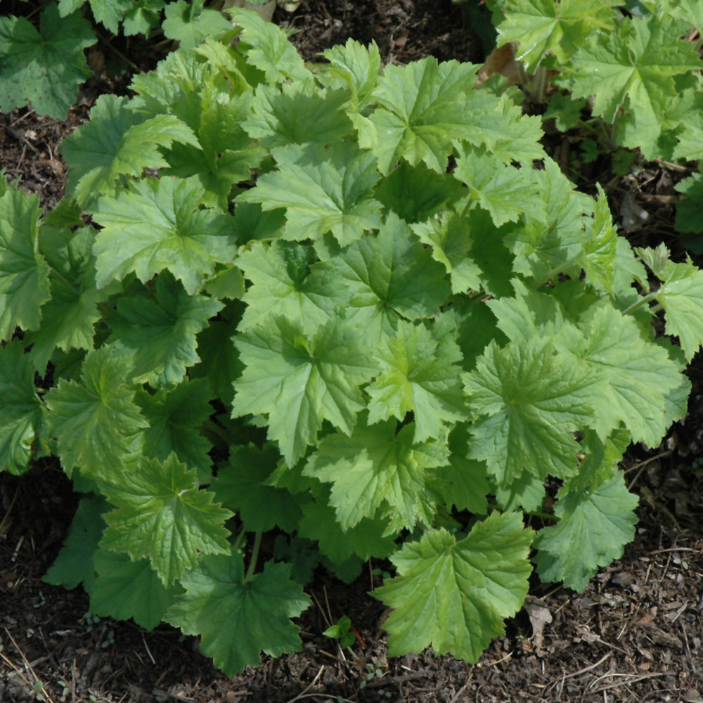 HEUCHERA AUTUMN BRIDE