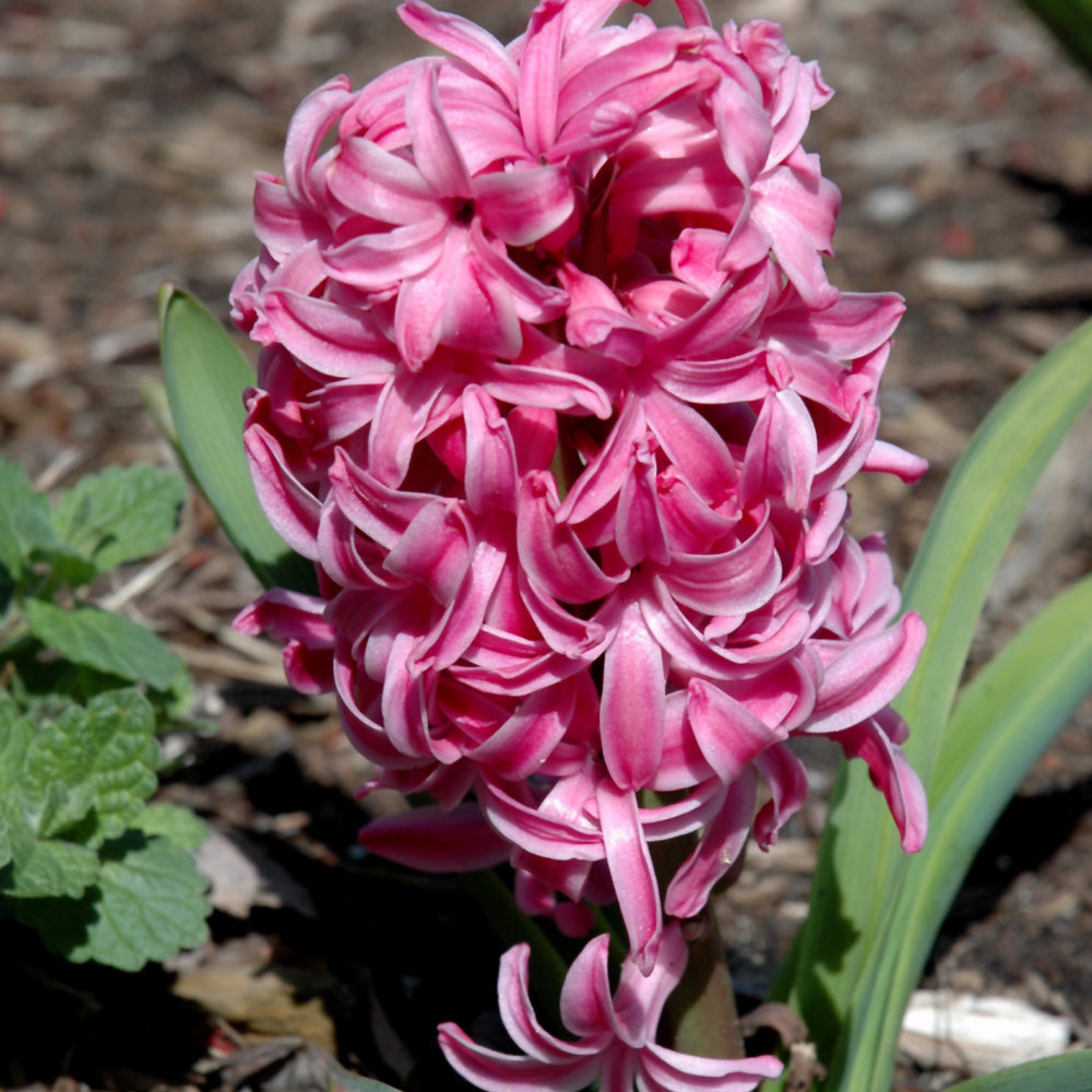 HYACINTH PINK PEARL