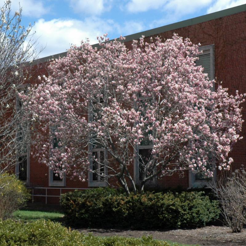 スキー magnolia Saucer Magnolia (Magnolia x soulangeana) in Sherwood Park
