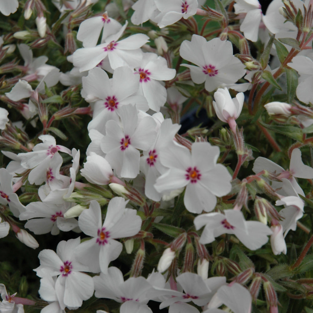 PHLOX AMAZING GRACE