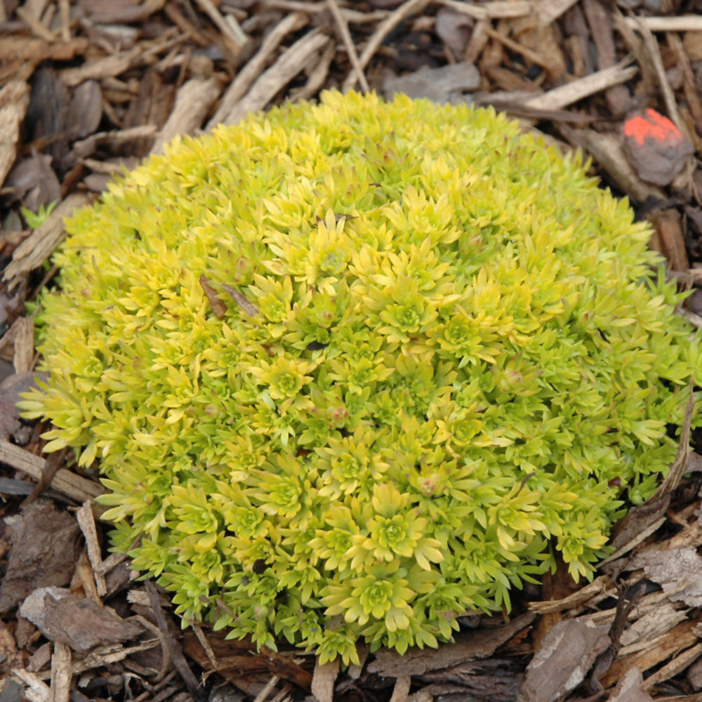 SAXIFRAGA CLOTH OF GOLD