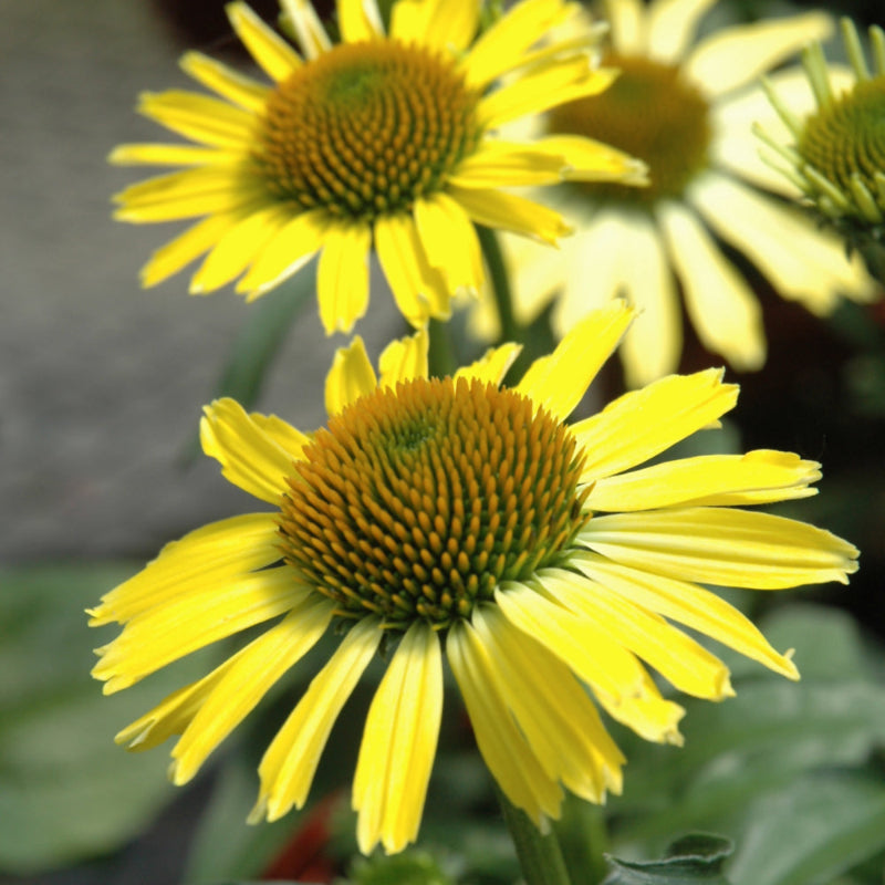 ECHINACEA CLEOPATRA