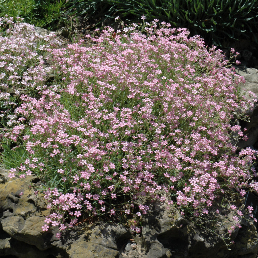 GYPSOPHILA ROSEA