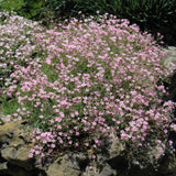 GYPSOPHILA ROSEA