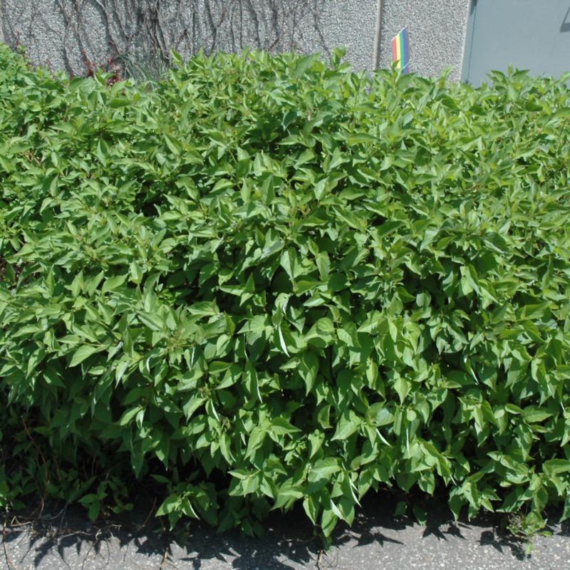DOGWOOD FIREDANCE