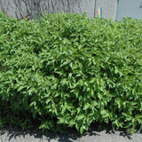 DOGWOOD FIREDANCE