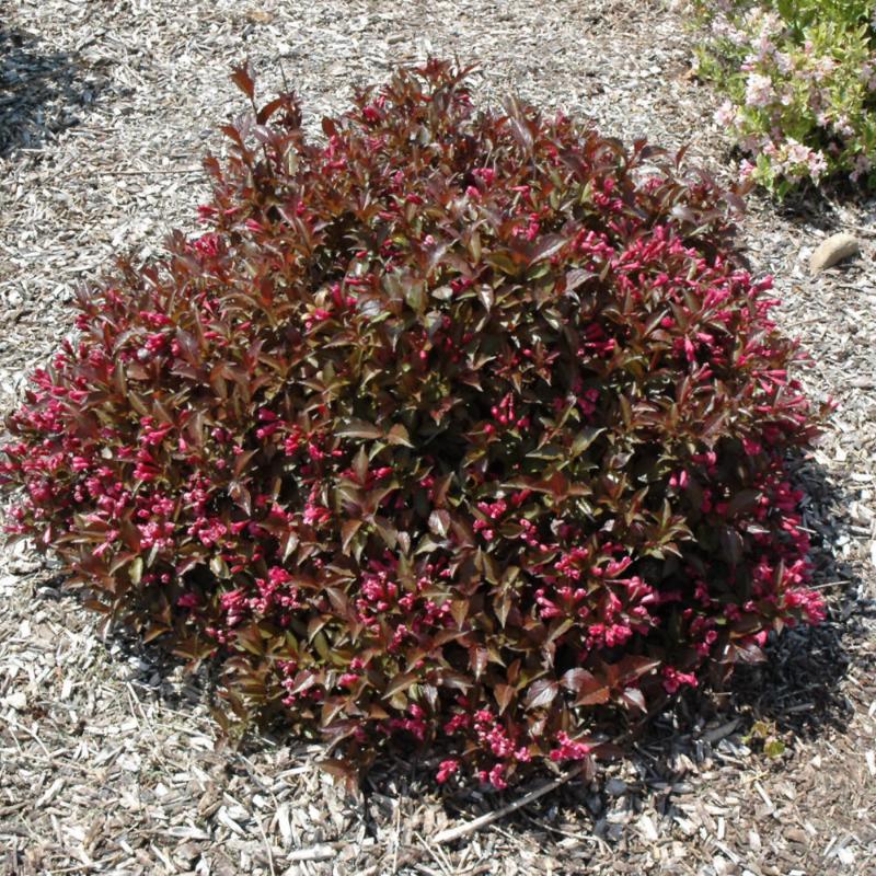 WEIGELA SHINING SENSATION