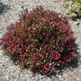 WEIGELA SHINING SENSATION