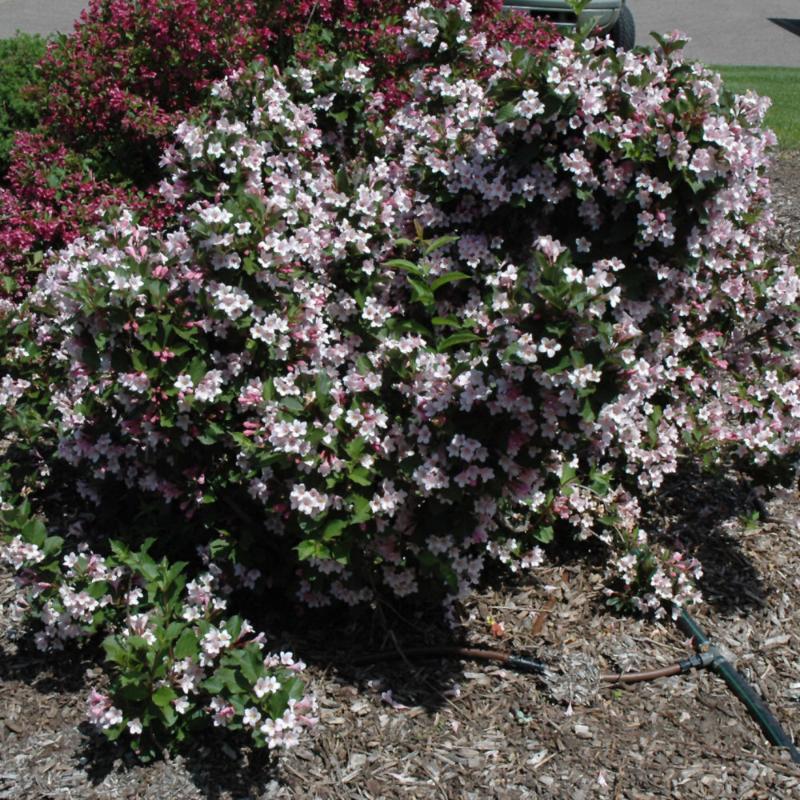 WEIGELA RUMBA