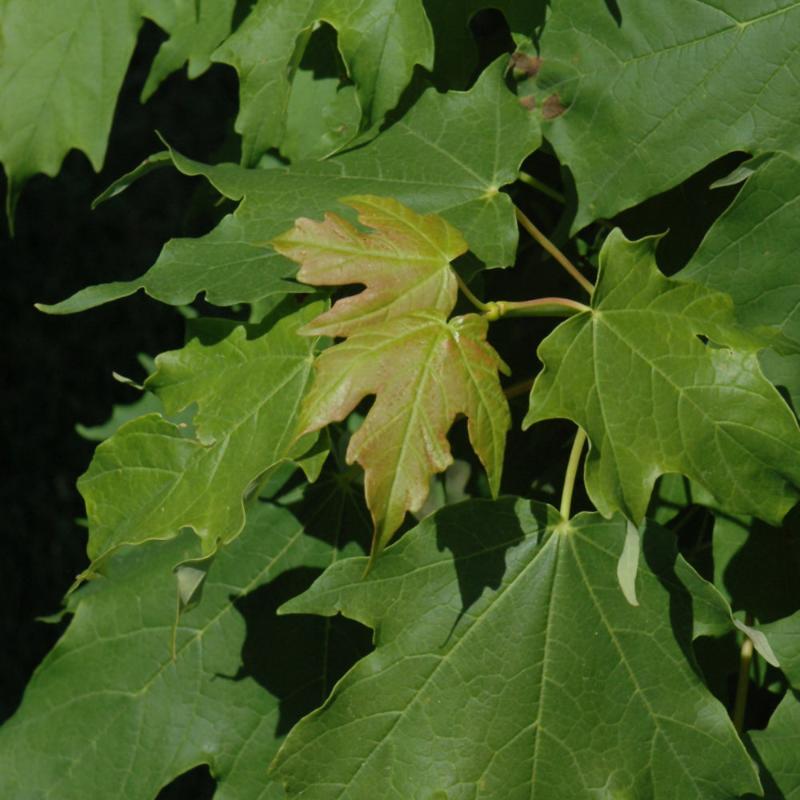 Apollo Maple Fall Color MAPLE APOLLO – Knippel Garden Centre
