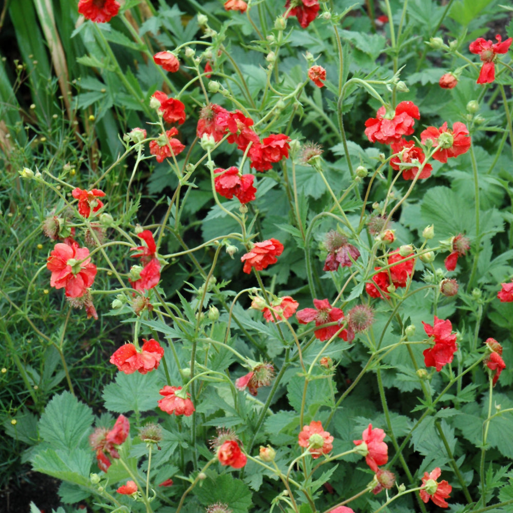 GEUM BLAZING SUNSET