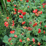 GEUM BLAZING SUNSET