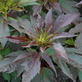 HIBISCUS MIDNIGHT MARVEL
