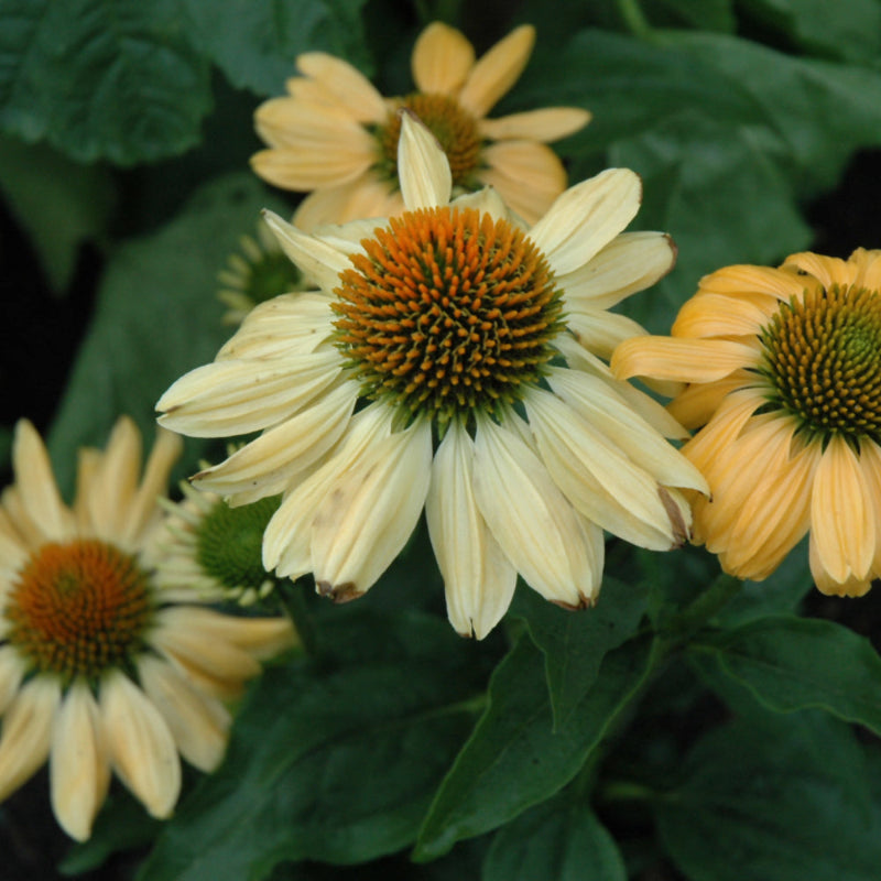 ECHINACEA ALOHA