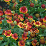GAILLARDIA ARIZONA SUN