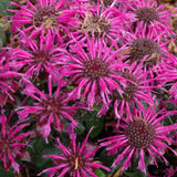 MONARDA BALMY PURPLE