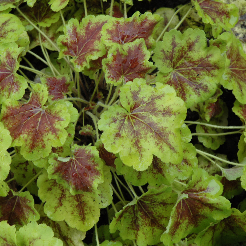HEUCHERELLA SOLAR ECLIPSE