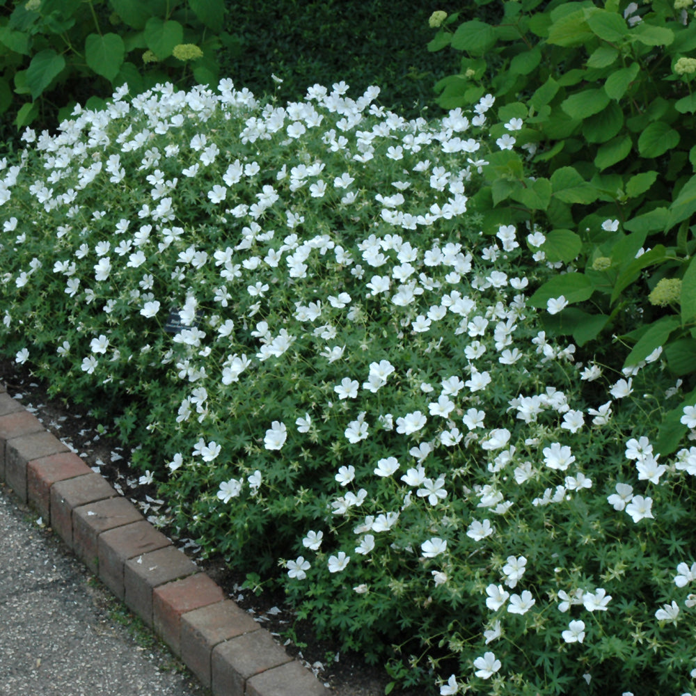 GERANIUM ALBUM