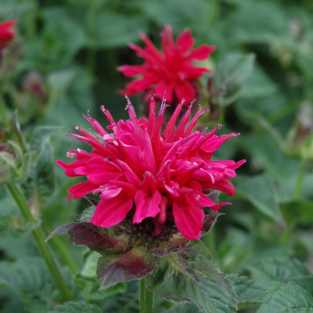 MONARDA FIREBALL