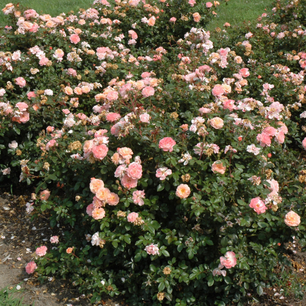 ROSE SHRUB APRICOT DRIFT