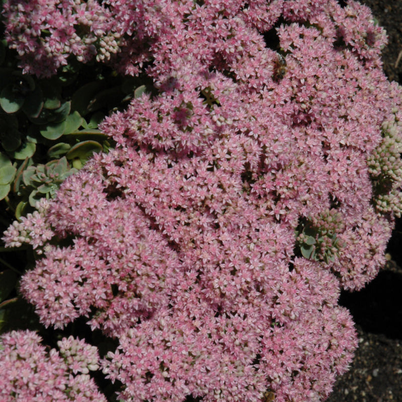 クリア度抜群　ピンクガーデンミニミニスフィア SEDUM LIME ZINGER – Knippel Garden Centre