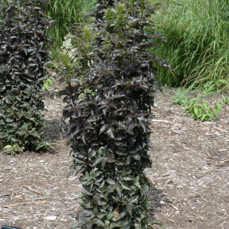 ELDERBERRY BLACK TOWER