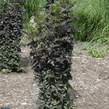 ELDERBERRY BLACK TOWER