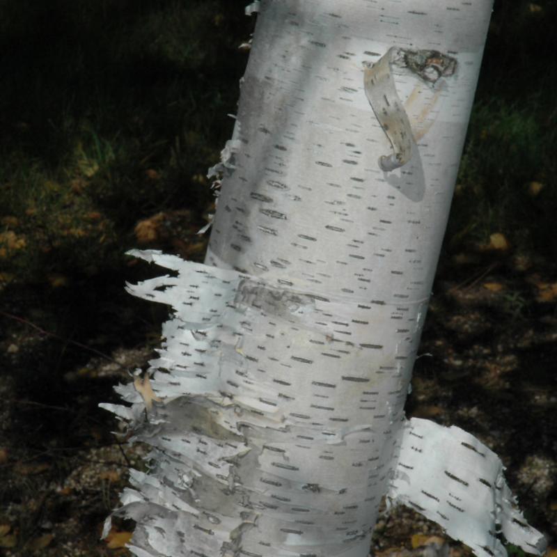 BIRCH PAPER – Knippel Garden Centre