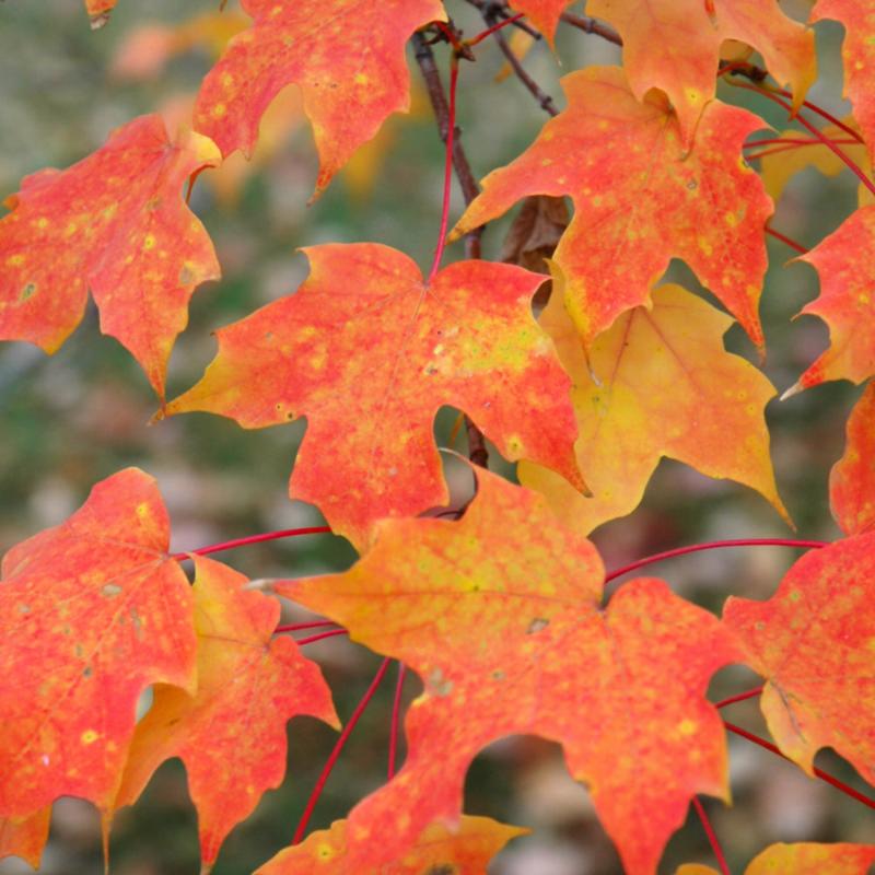 MAPLE SUGAR