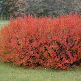 COTONEASTER PEKING