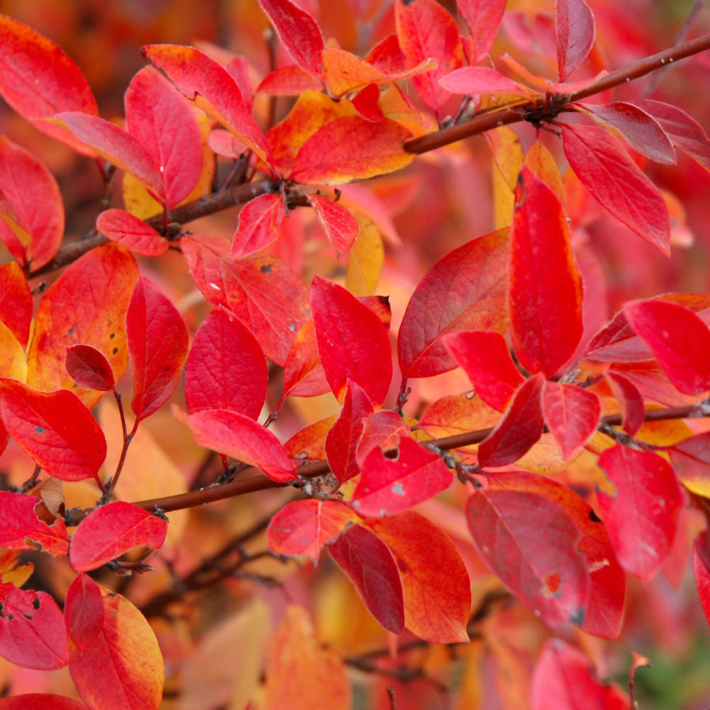COTONEASTER PEKING