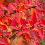 COTONEASTER PEKING