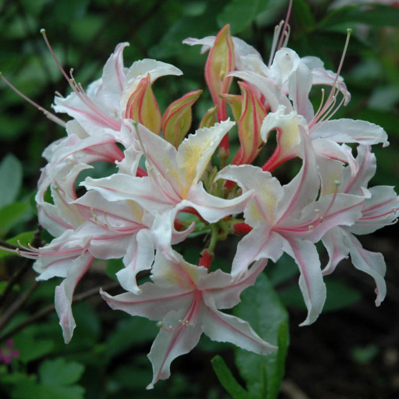AZALEA WESTERN LIGHTS – Knippel Garden Centre