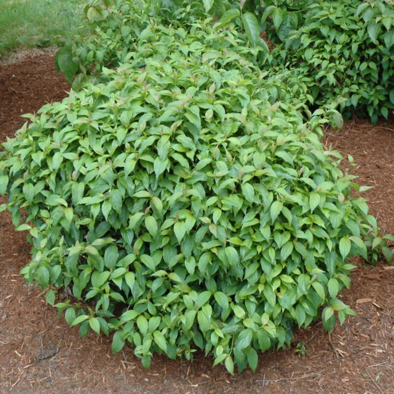 DOGWOOD KELSEY