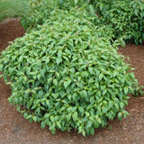 DOGWOOD KELSEY