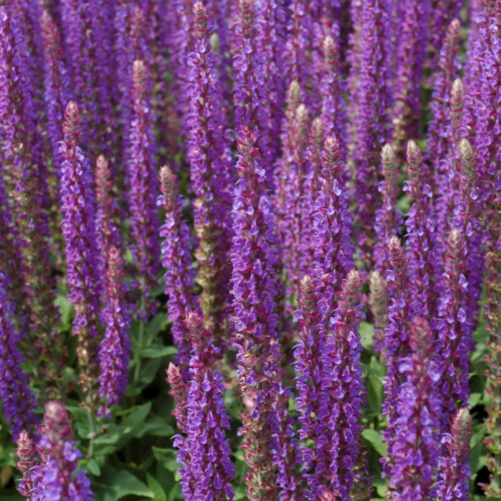 SALVIA EAST FRIESLAND