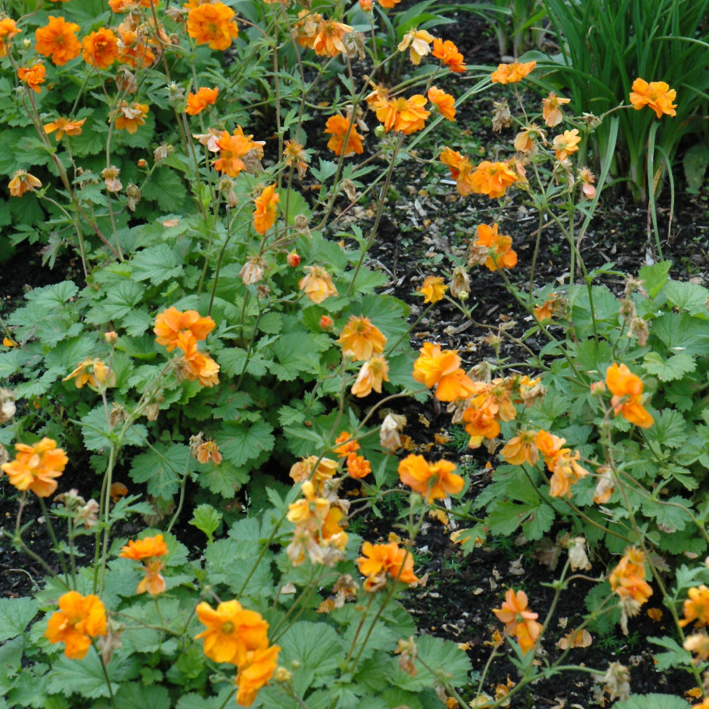 GEUM FIRE STORM