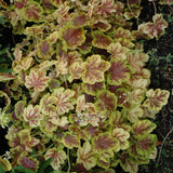 HEUCHERELLA SOLAR ECLIPSE
