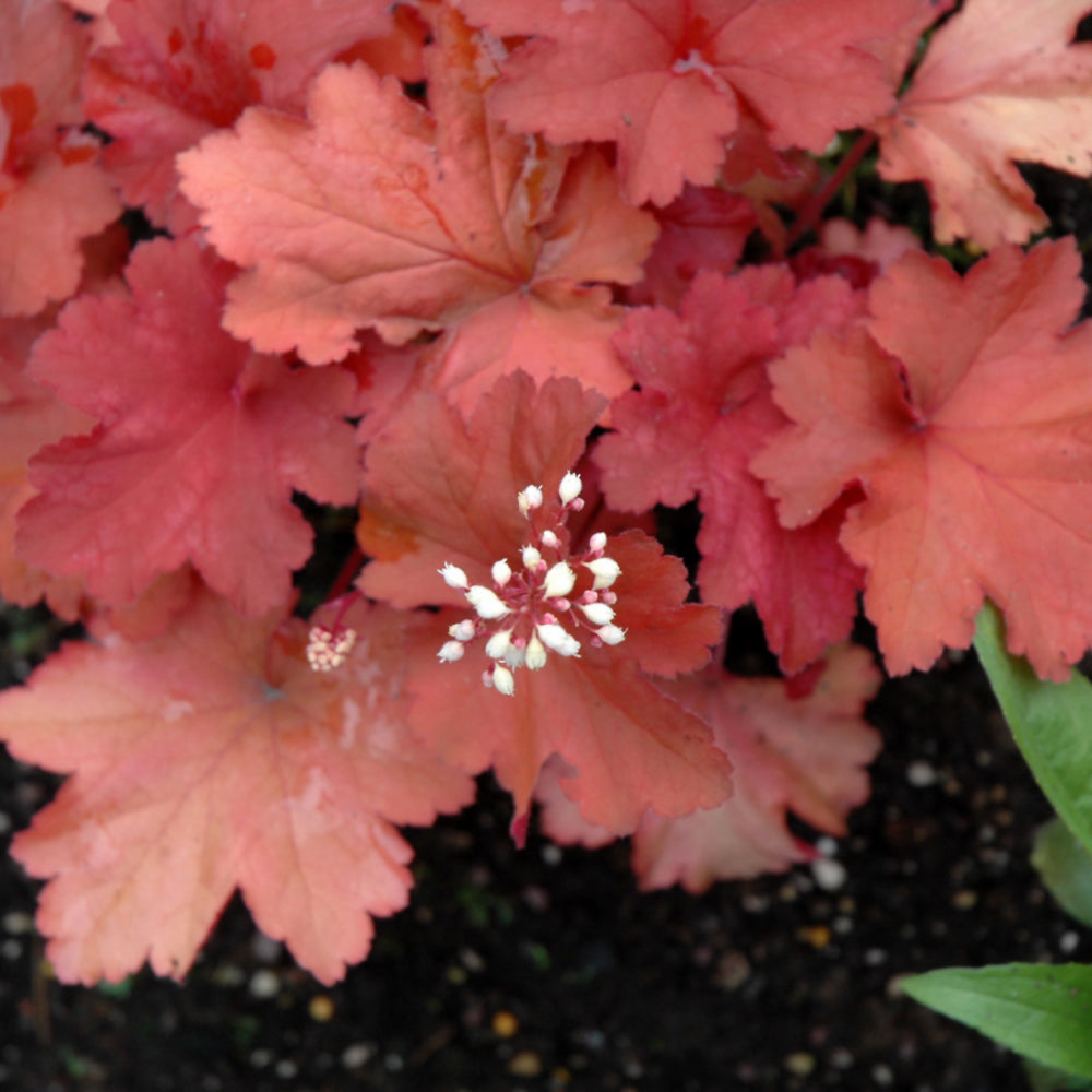 HEUCHERA RIO