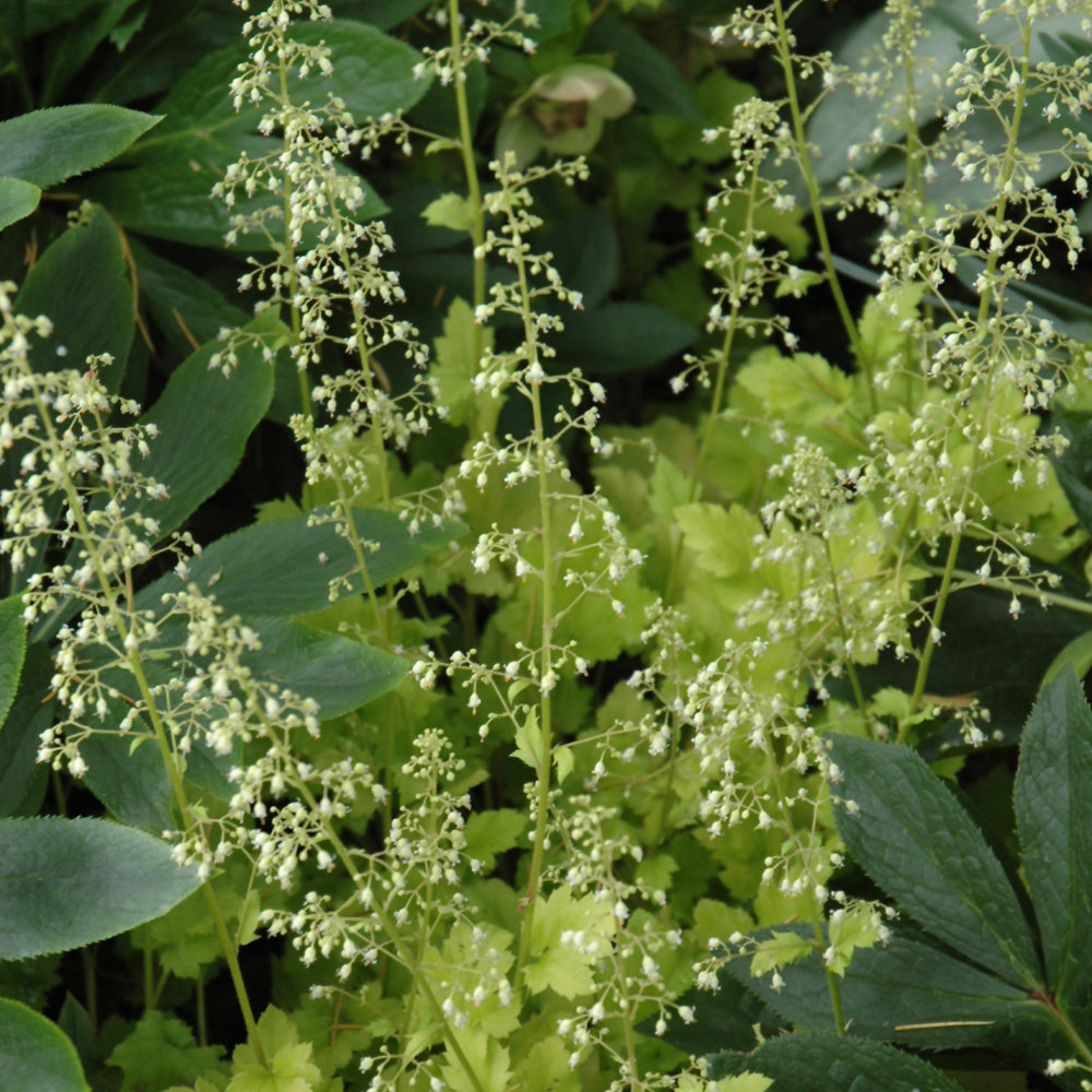 HEUCHERA LIME MARMALADE