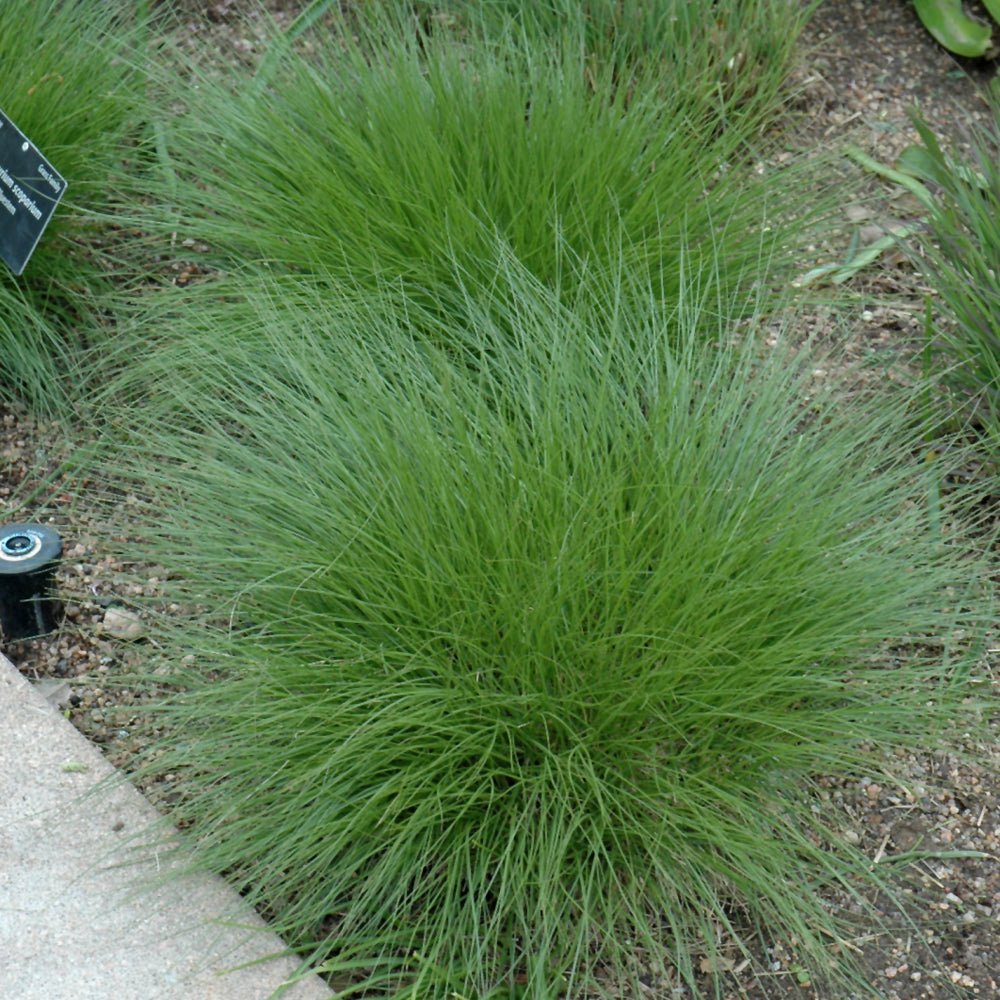 SCHIZACHYRIUM SCOPARIUM