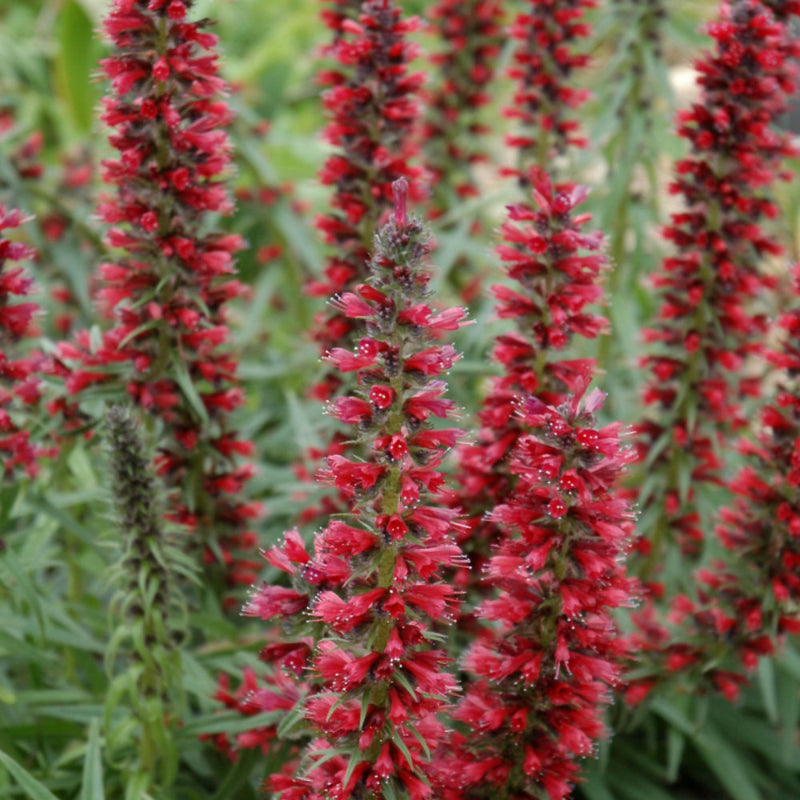 ECHIUM AMOENUM
