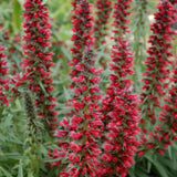 ECHIUM AMOENUM