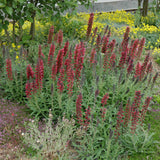 ECHIUM AMOENUM