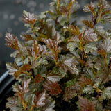 NINEBARK TINY WINE