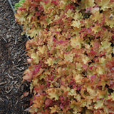 HEUCHERA CARAMEL