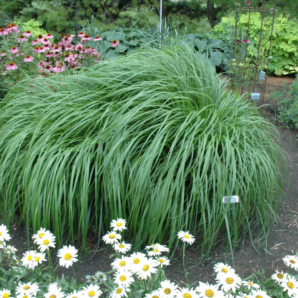 PENNISETUM RED HEAD